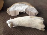 Tylopilus rhoadsiae image
