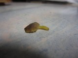 Pluteus romellii image