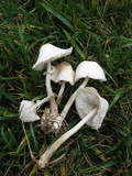 Leucocoprinus cepistipes image