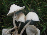 Leucocoprinus cepistipes image