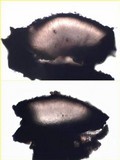 Miriquidica deusta image