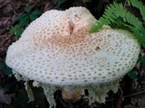 Amanita daucipes image