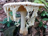 Amanita daucipes image