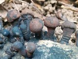 Daldinia asphalatum image