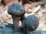 Daldinia asphalatum image