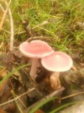 Mycena rosea image
