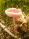 Mycena rosea image