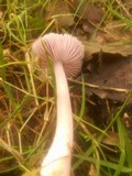 Mycena rosea image