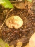 Scleroderma areolatum image