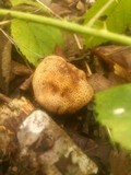 Scleroderma areolatum image