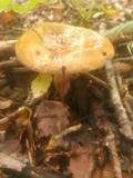 Paxillus involutus image