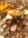 Paxillus involutus image