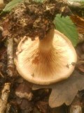 Paxillus involutus image