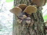 Phellinus gilvus image