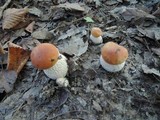 Boletus chippewaensis image