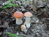Boletus chippewaensis image