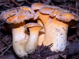 Cantharellus roseocanus image