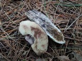 Leccinum duriusculum image