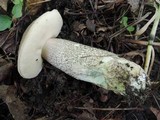 Leccinum duriusculum image