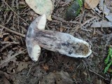 Leccinum duriusculum image