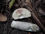 Leccinum duriusculum image