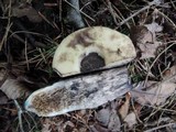 Leccinum duriusculum image
