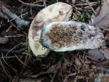 Leccinum duriusculum image