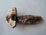 Leccinum duriusculum image
