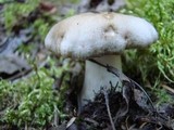 Tricholoma pardinum image