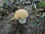 Boletus chippewaensis image