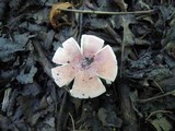 Russula rosea image