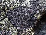 Rhizocarpon jemtlandicum image