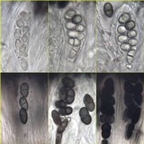 Rhizocarpon jemtlandicum image