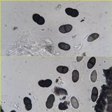 Rhizocarpon jemtlandicum image