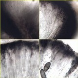 Rhizocarpon jemtlandicum image