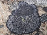 Rhizocarpon badioatrum var. badioatrum image