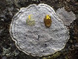 Pertusaria aspergilla image