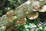Daedaleopsis confragosa image