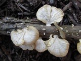 Poronidulus conchifer image