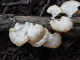 Poronidulus conchifer image