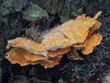 Laetiporus conifericola image