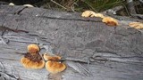 Gloeophyllum sepiarium image