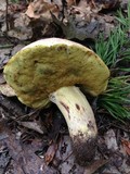 Boletus roseopurpureus image