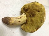 Boletus roseopurpureus image