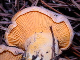 Cantharellus roseocanus image