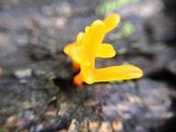 Dacryopinax spathularia image