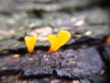Dacryopinax spathularia image