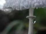 Leucocoprinus cepistipes image