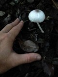 Leucocoprinus cepistipes image