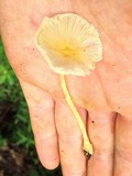 Leucocoprinus fragilissimus image